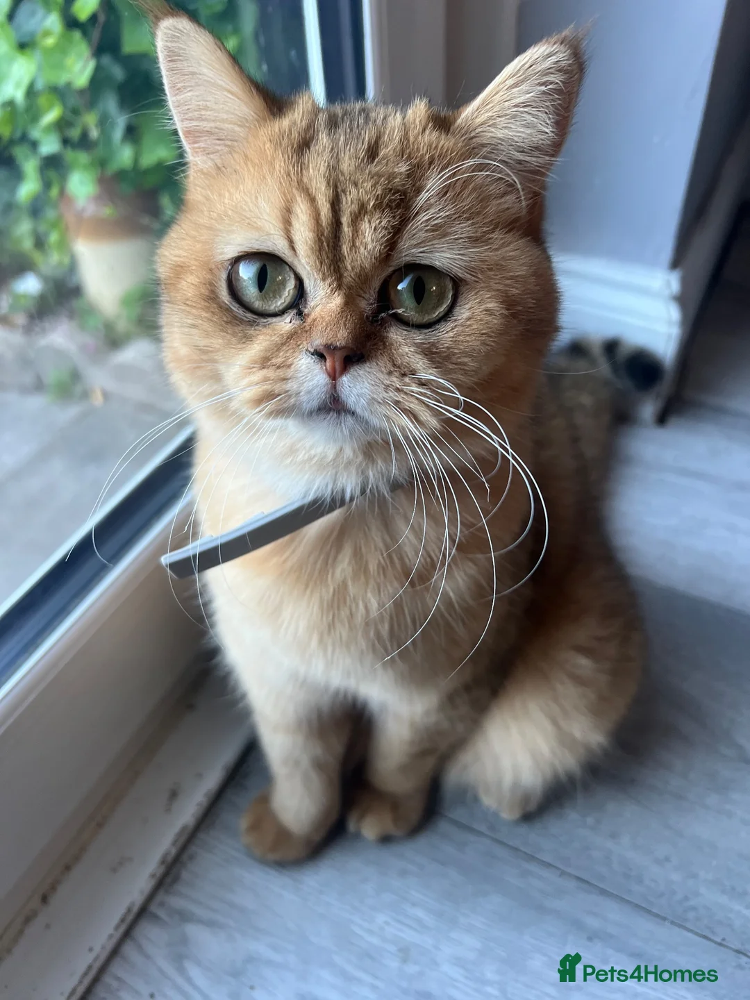 British Shorthair cats for sale: British shorthairs for sale - Advert 1
