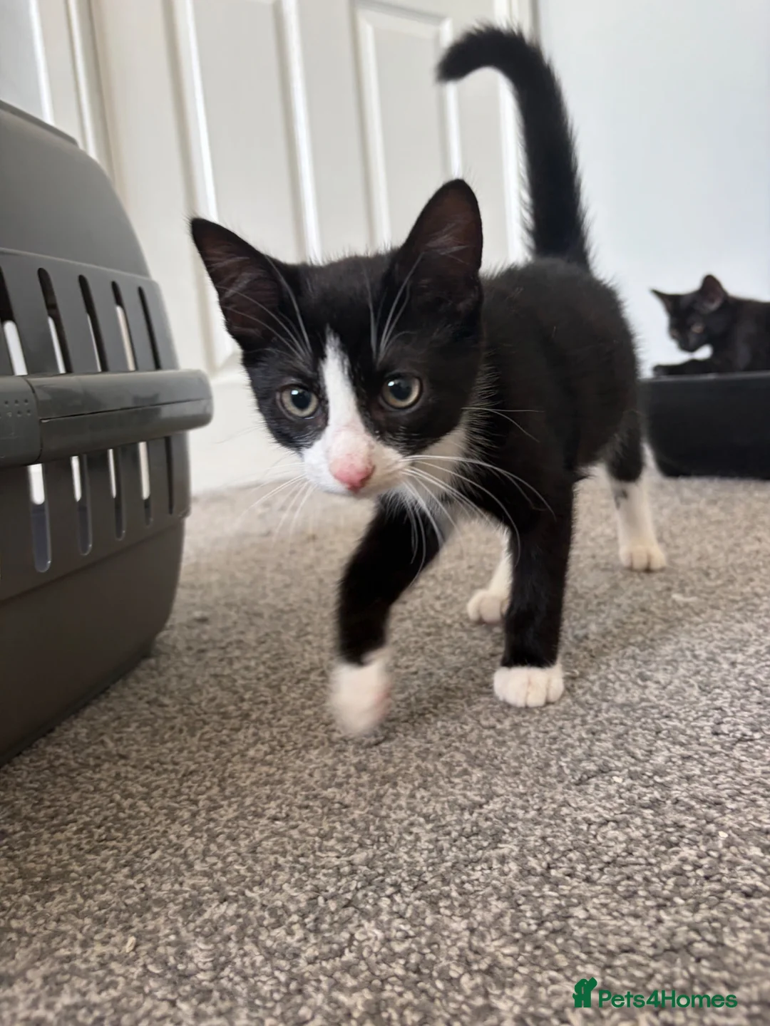 Russian Blue cats for sale: Russian blue x domestic kittens - Advert 2