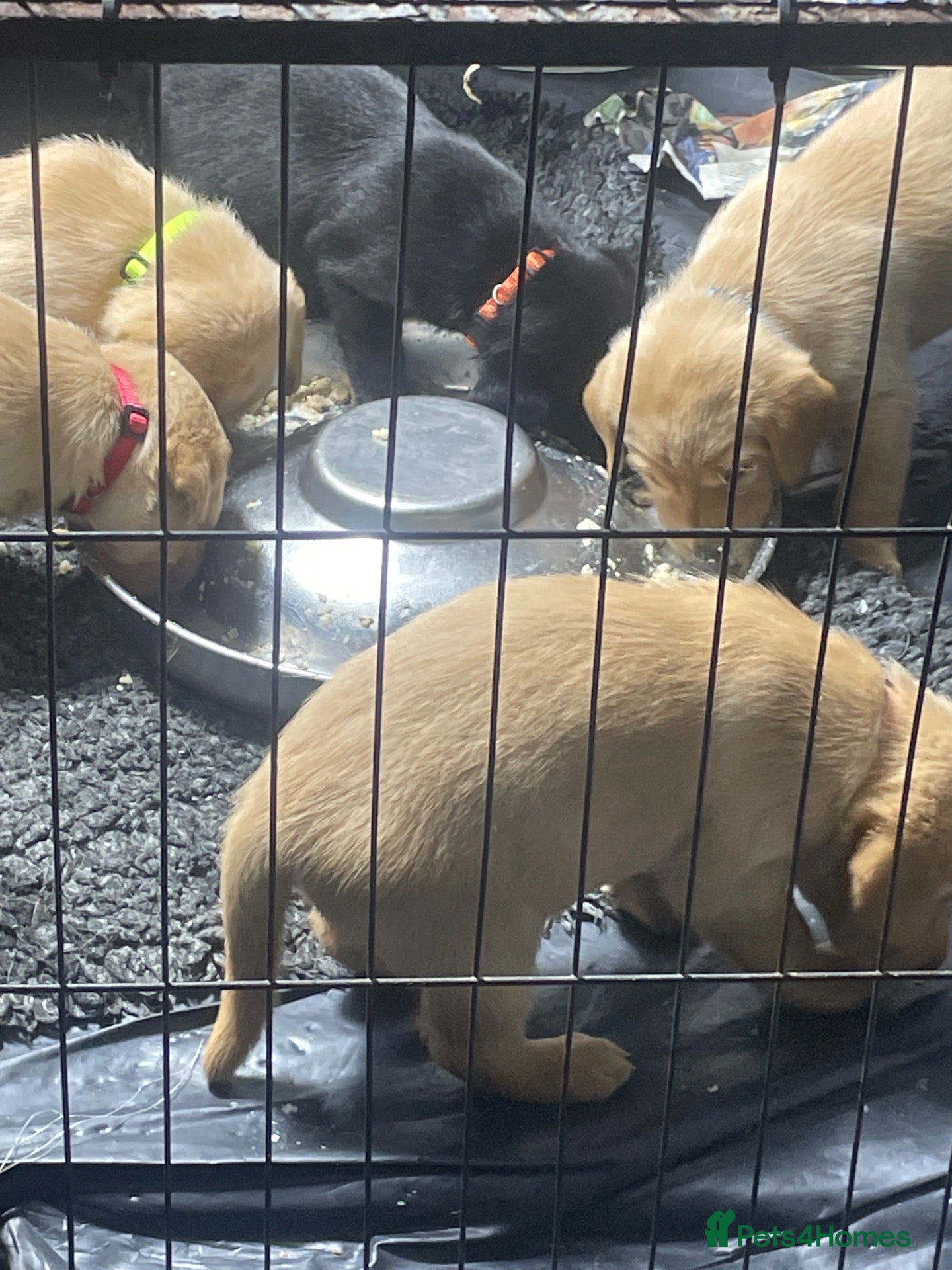Labrador Retriever dogs Stunning KC Labradors for sale - Advert 2