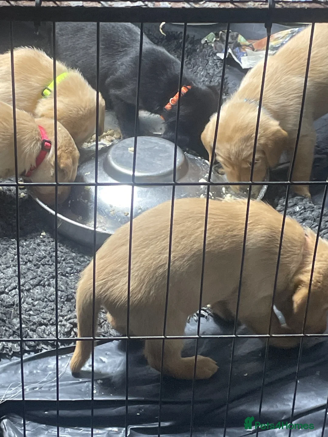 Labrador Retriever dogs for sale: Stunning KC Labradors for sale - Advert 2