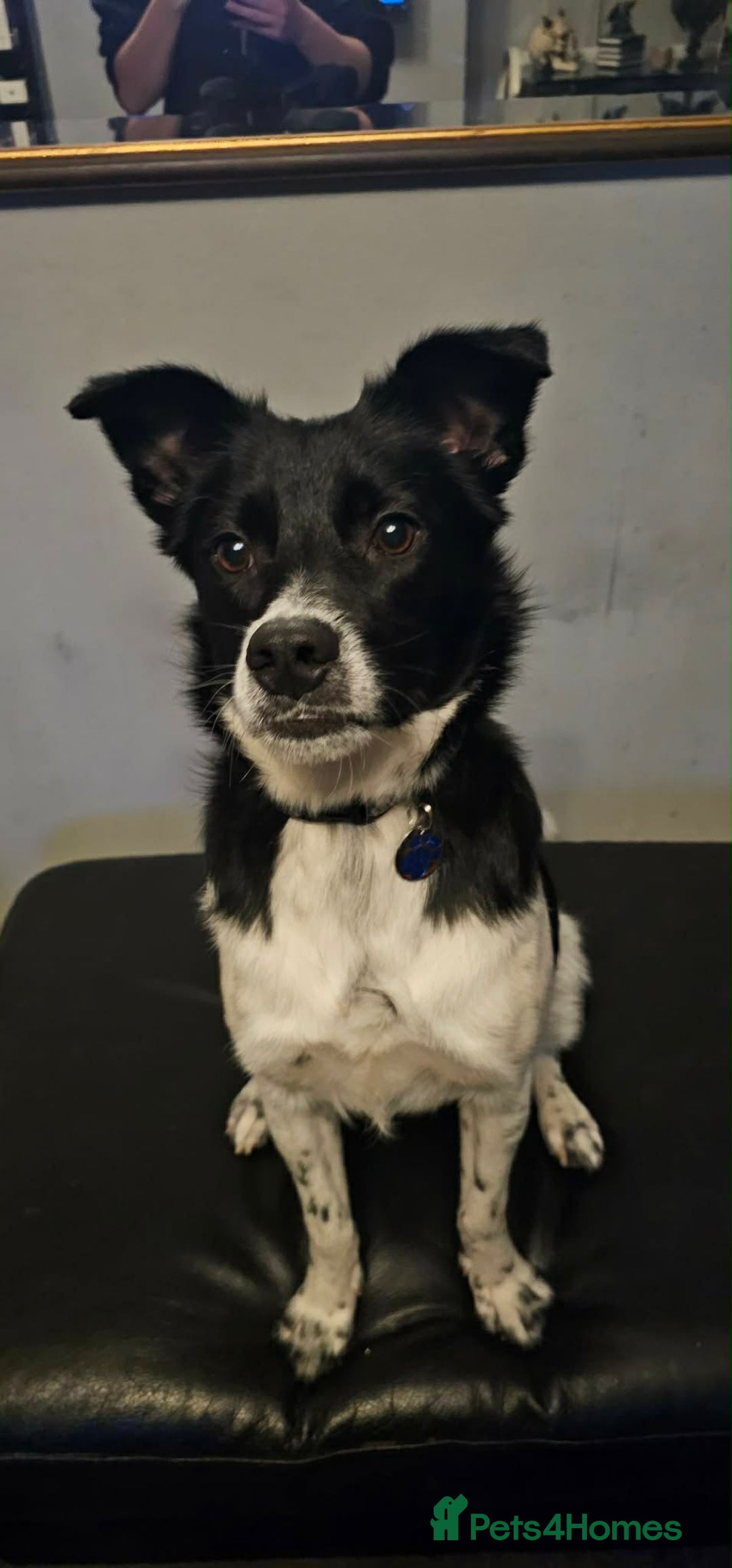 Mixed Breed dogs for adoption: Parker  - Advert 1