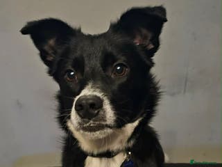 Mixed Breed dogs Parker - Advert 19