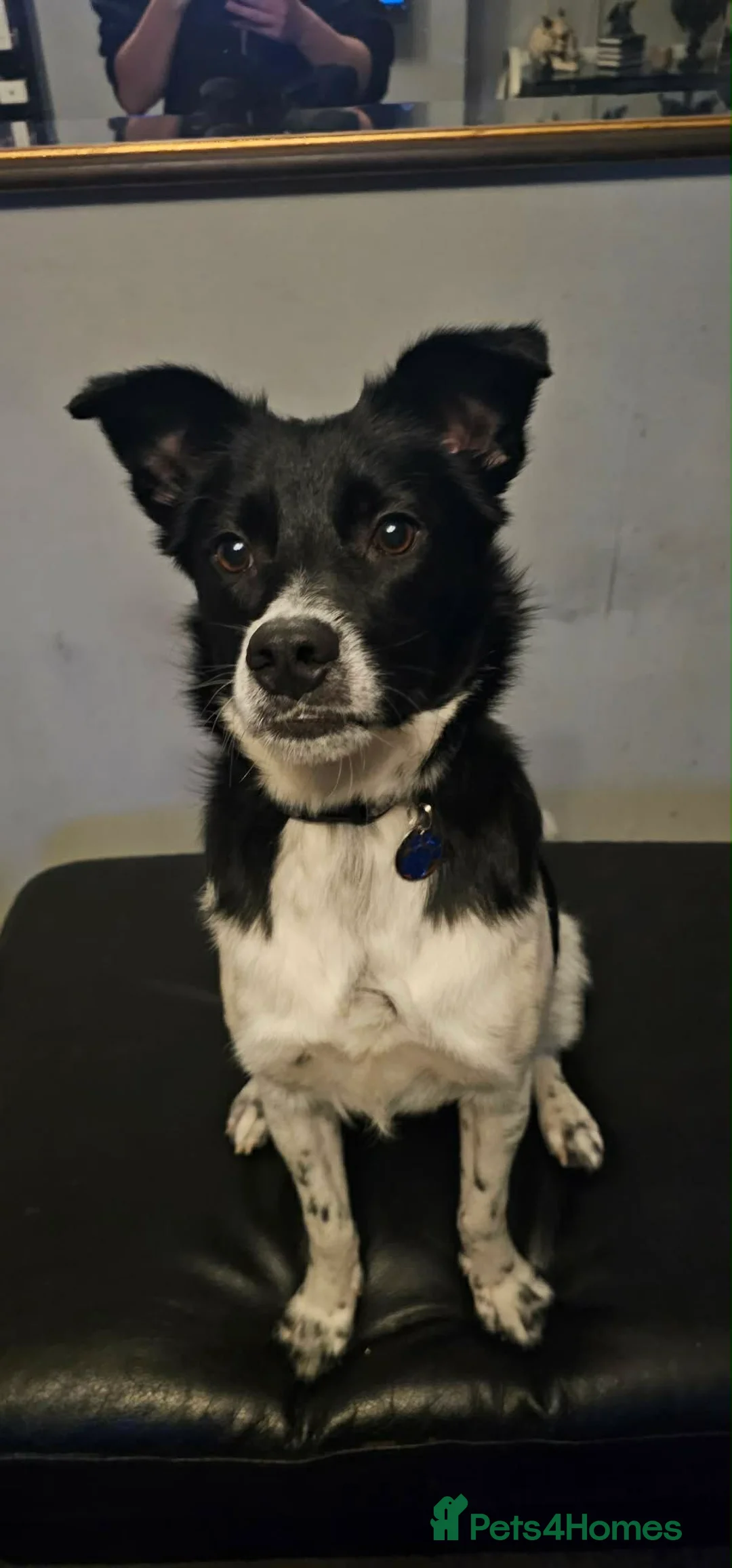 Mixed Breed dogs for adoption: Parker  - Advert 1