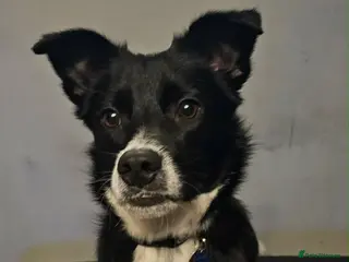 Mixed Breed dogs Parker - Advert 19