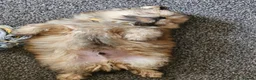 Mixed Breed dogs for sale: Last one left,quality pomeranian and shitzu cross - Advert 11