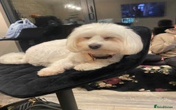 Maltese dogs for sale: Beautiful Maltese puppies for sale - Image 12