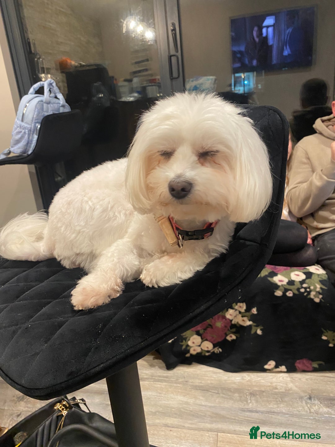Maltese dogs for sale: Beautiful Maltese puppies for sale - Image 12