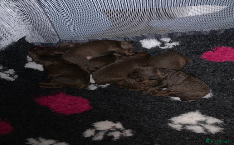 Patterdale Terrier dogs - Advert 1