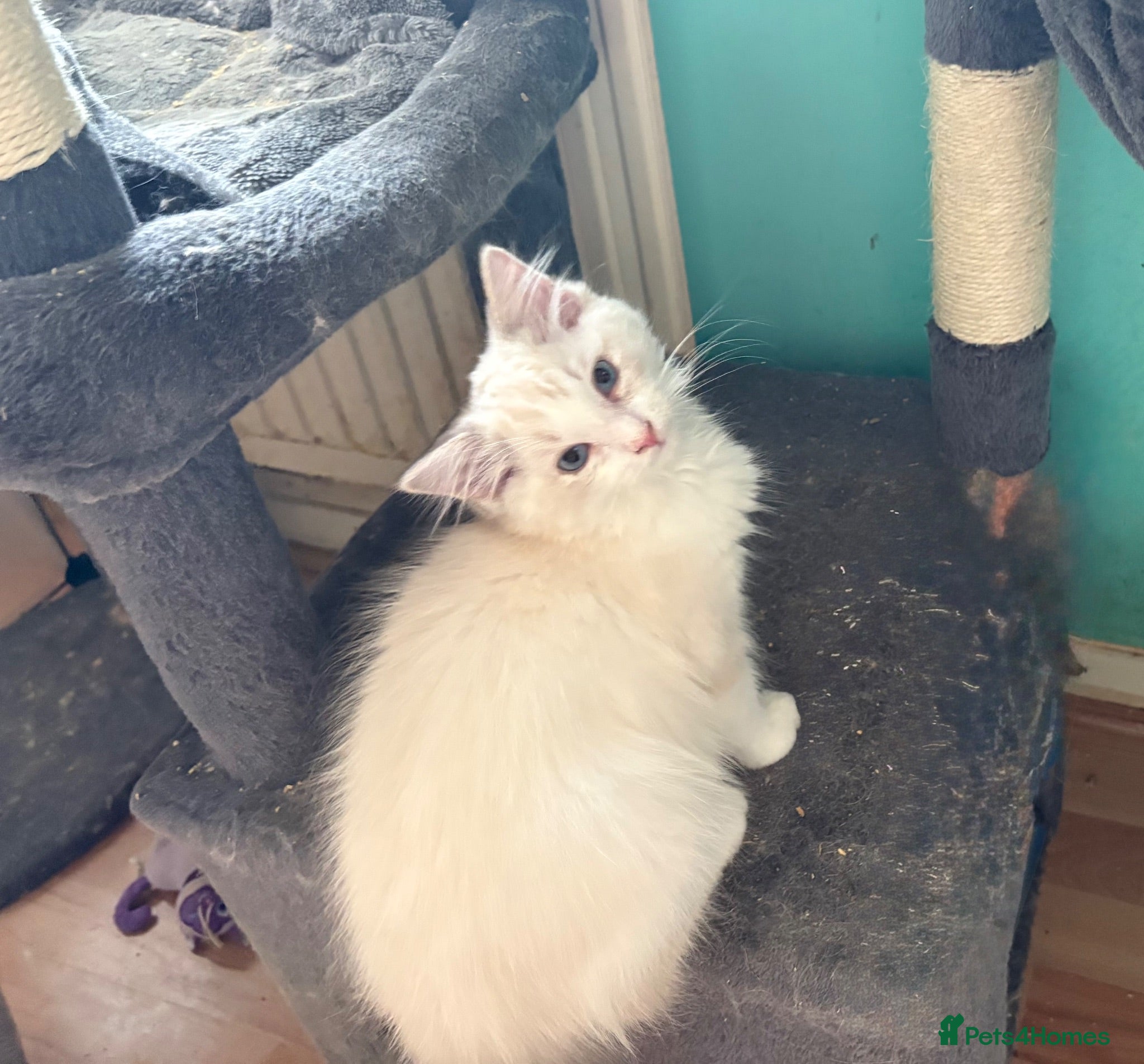 Ragdoll cats 🐾 Boys ready now  💙🐾 - Advert 1
