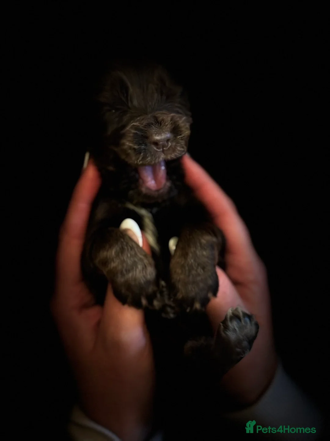 Cocker Spaniel dogs for sale: Show type cocker spaniels  - Advert 33