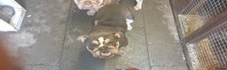 English Bulldog dogs for sale: English bulldog female - Advert 1