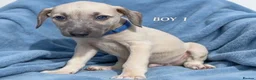 Mixed Breed dogs for sale: Bedlington whippet saluki greyhound puppy’s - Advert 3