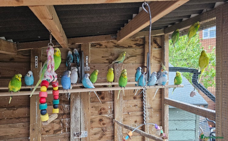 Cockatiels birds - Advert 1