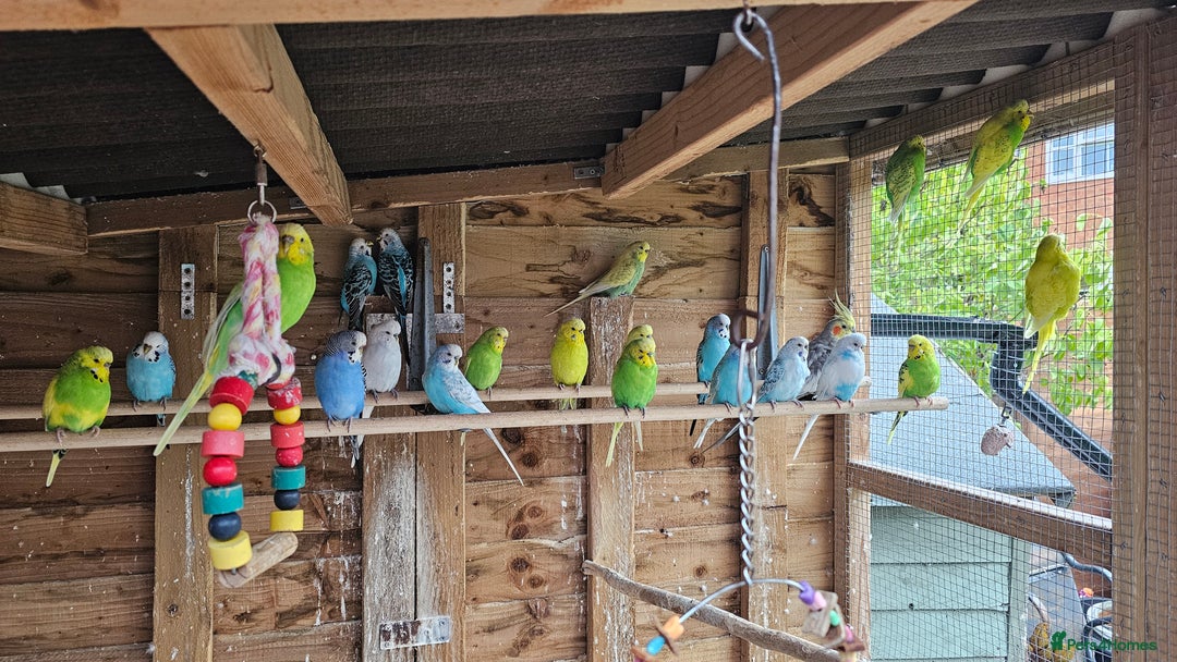 Cockatiels birds for sale: Budgies for sale - Image 1