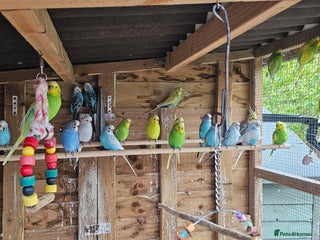 Cockatiels birds - Advert 16