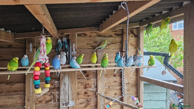 Cockatiels birds - Advert 15