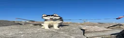 Siberian Husky dogs for sale: Beautiful pedigree Siberian husky puppies  in Basingstoke - Advert 6