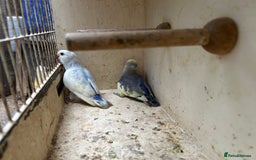 Lovebirds birds for sale: Lovebird for sale, all in good health  - Image 8