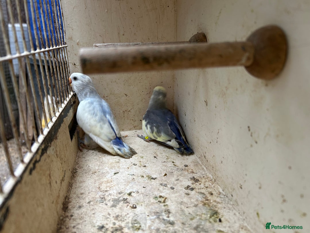 Lovebirds birds for sale: Lovebird for sale, all in good health  - Image 8