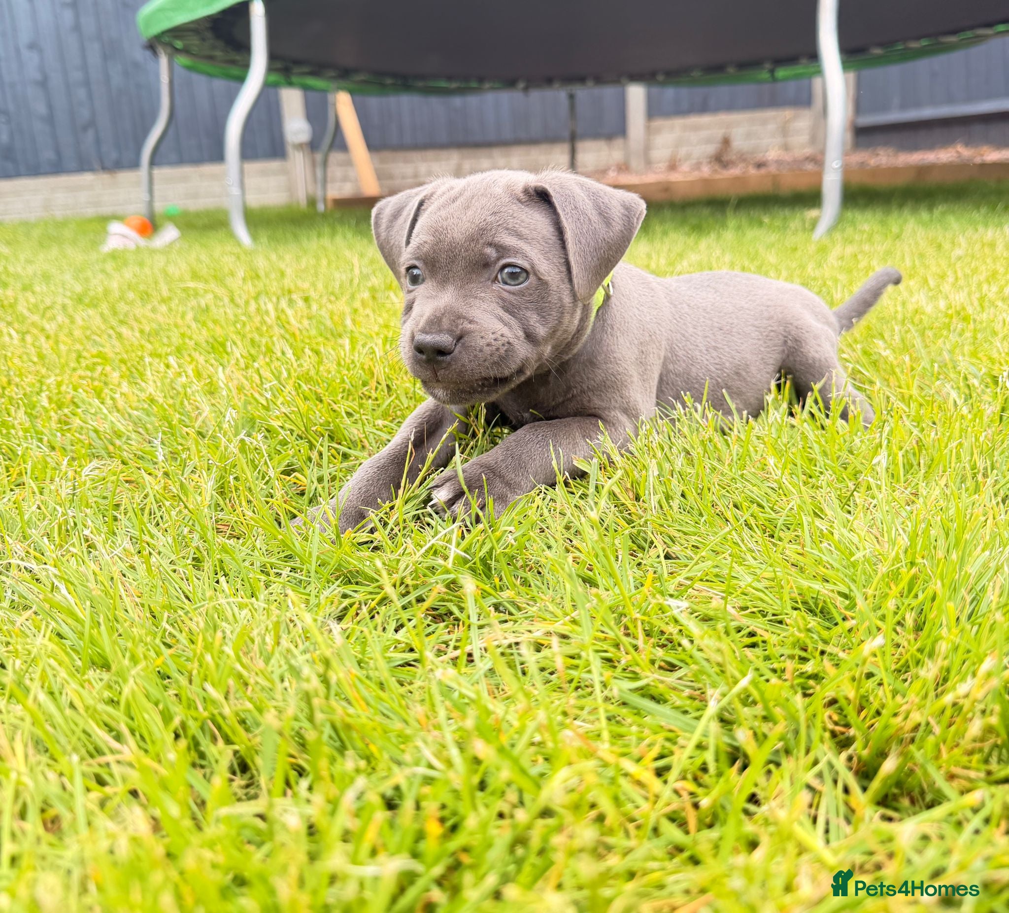 Staffordshire Bull Terrier dogs Kc health clear - Advert 2