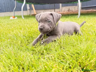 Staffordshire Bull Terrier dogs Kc health clear - Advert 1