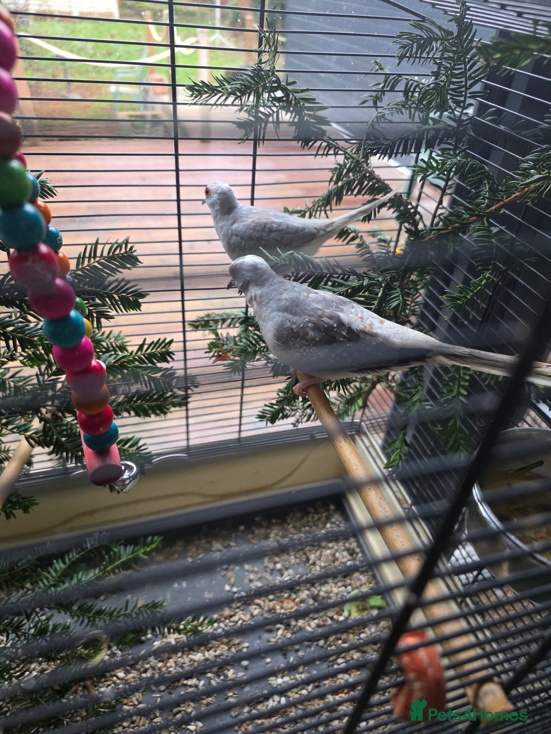 Doves birds for sale: Diand dove couple  - Advert 2