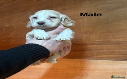 Cocker Spaniel dogs for sale: Cocker spaniel puppies  - Image 5