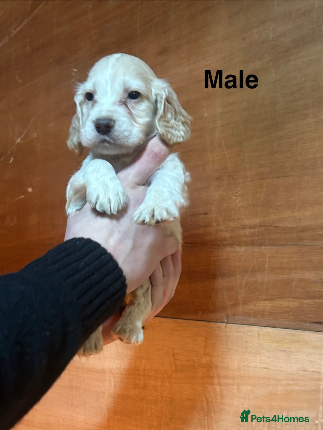 Cocker Spaniel dogs for sale: Cocker spaniel puppies  - Image 5