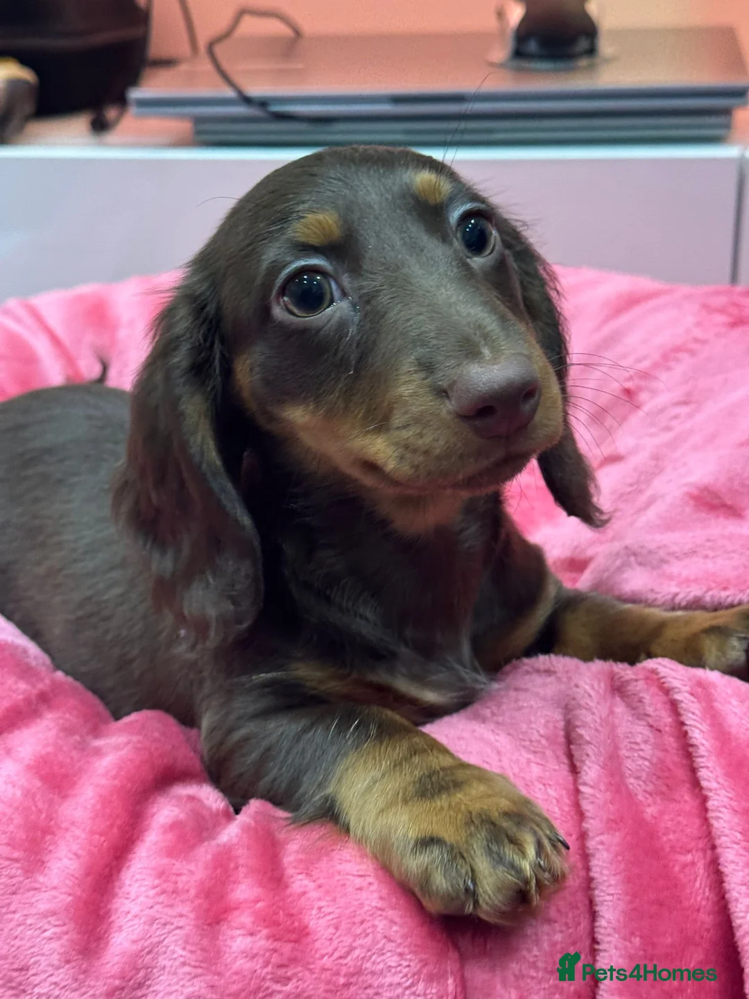 Miniature Dachshund dogs for sale: 1 Adorable Miniature Long haired Dachshund Puppy - Advert 2
