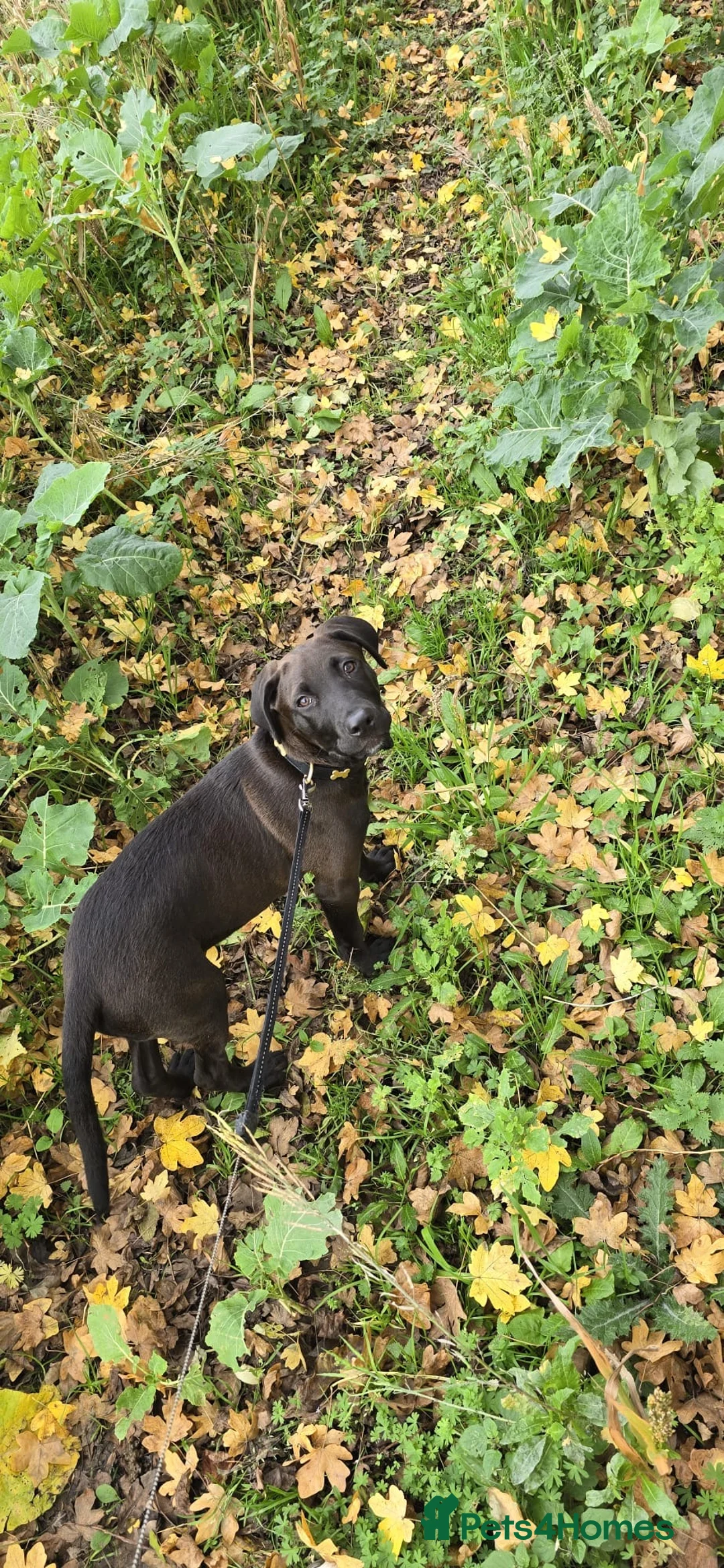 Mixed Breed dogs for sale: 7 month old cane corso x lab male puppy  - Advert 4