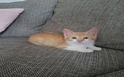 Mixed Breed cats for sale: Beautiful little boy - Image 2