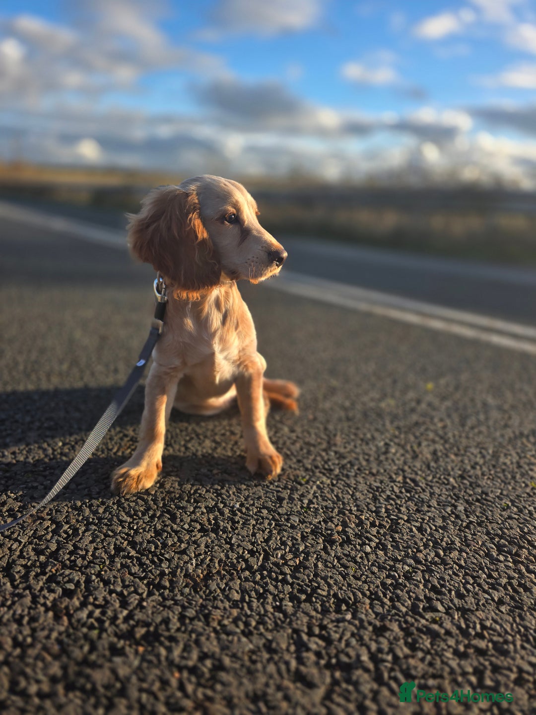 Sprocker dogs for sale: Sprocker Puppy  - Advert 1