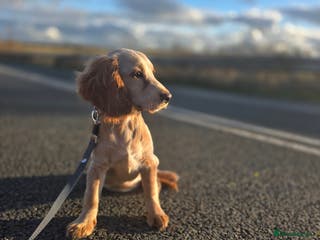 Sprocker dogs Sprocker Puppy - Advert 16