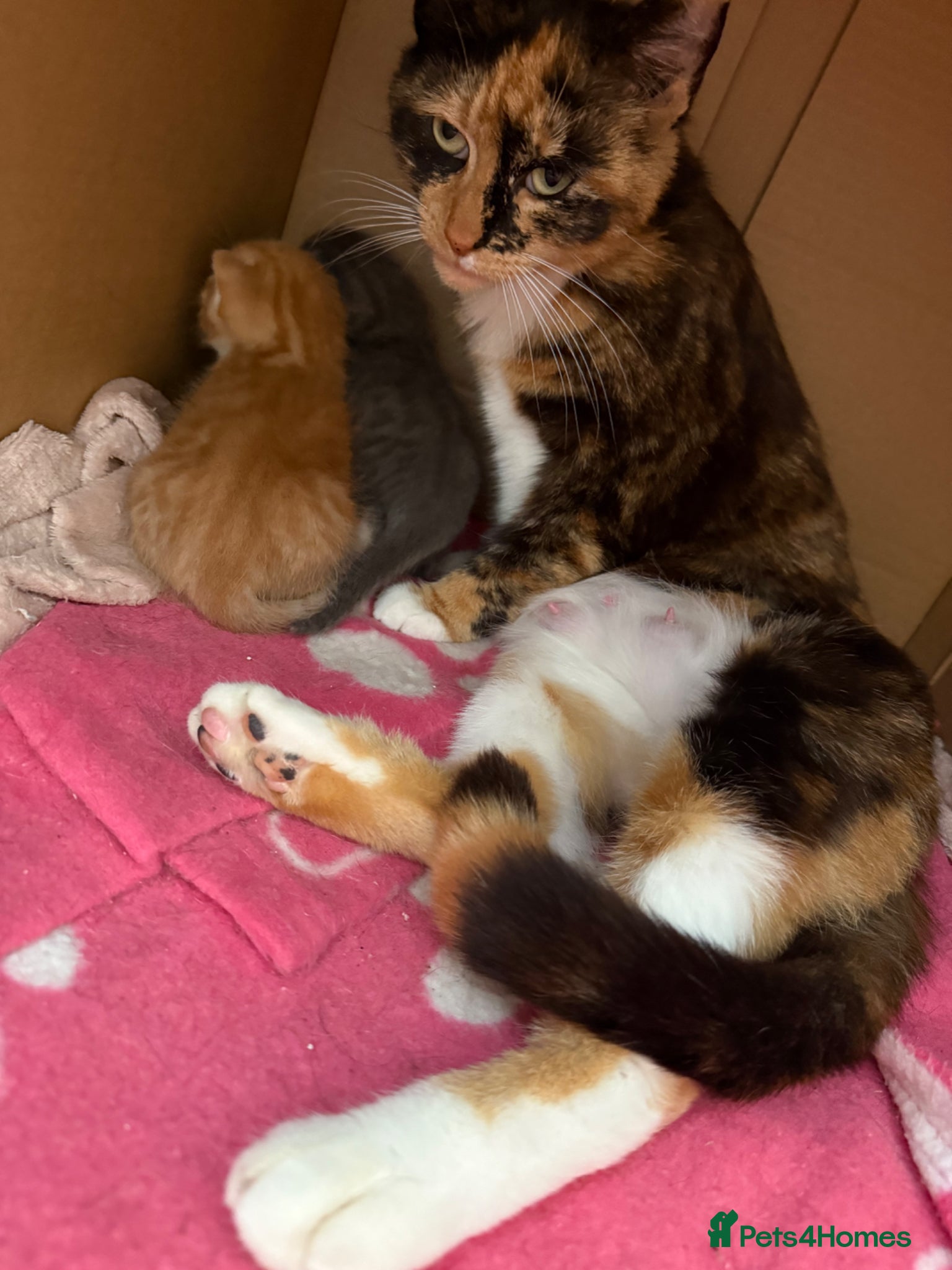 Mixed Breed cats Stunning litter off fur babies  - Advert 4