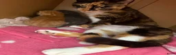 Mixed Breed cats for sale: Stunning litter off fur babies  - Advert 1