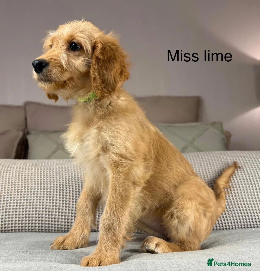 Goldendoodle dogs for sale: These will be stunning adults. Real head turners. - Advert 11