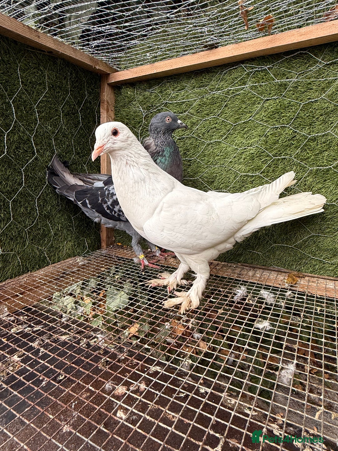 Pigeons birds for sale: Pigeons for sale - Image 18