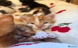 American Shorthair cats for sale: 5 beautiful kittens available  - Image 2