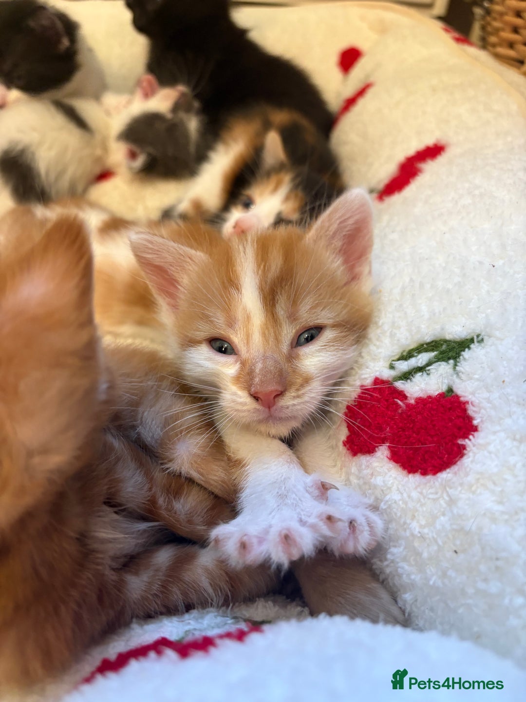 American Shorthair cats for sale: 5 beautiful kittens available  - Image 2
