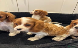 Cavalier King Charles Spaniel dogs for sale: Beautiful cavaliers looking for forever homes - Image 13