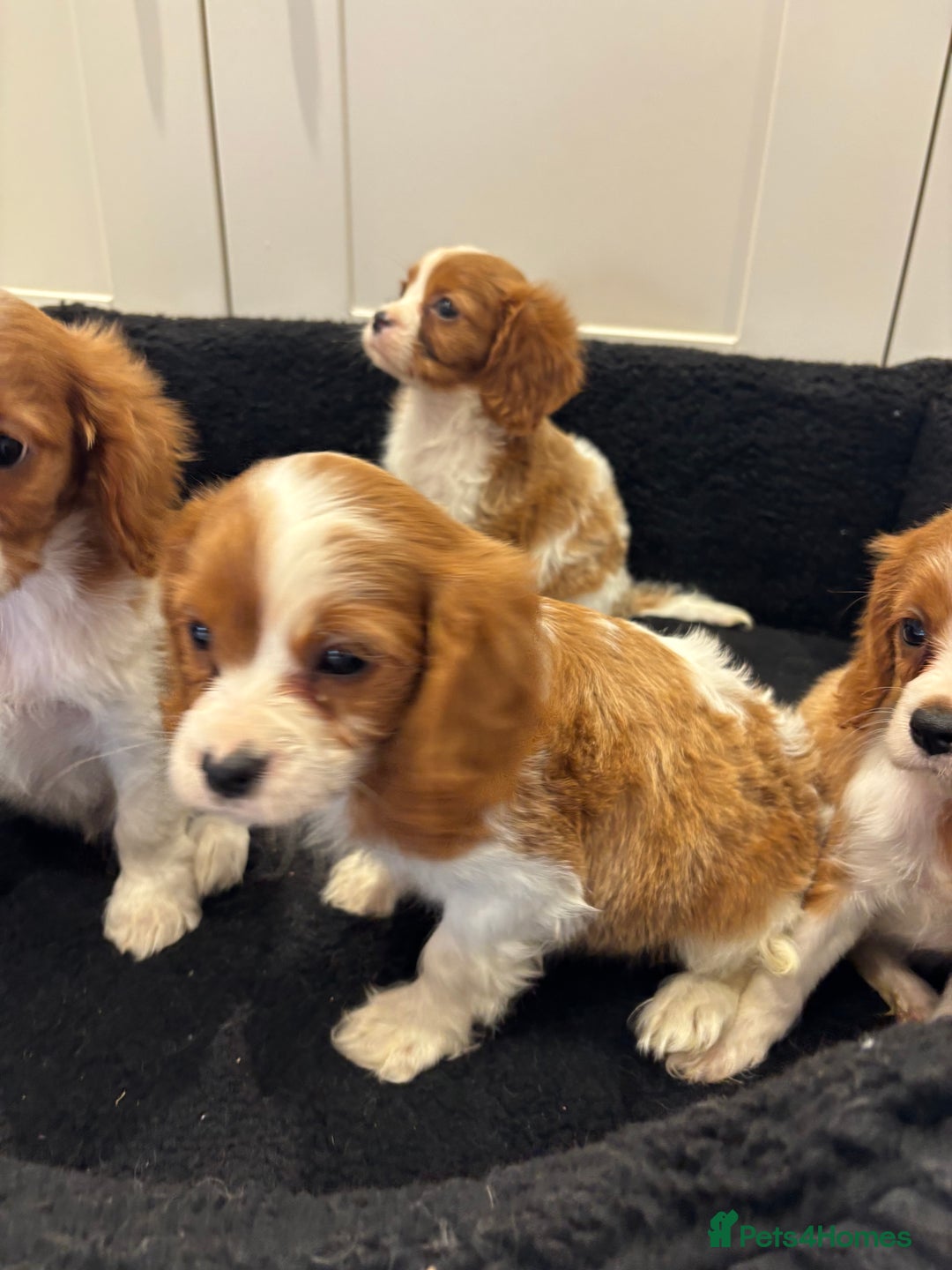 Cavalier King Charles Spaniel dogs for sale: Beautiful cavaliers looking for forever homes - Image 13