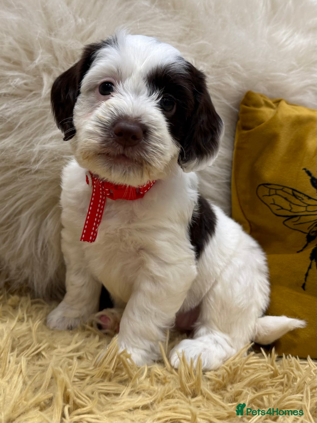 Mixed Breed dogs for sale: Mega Coated Schnockerpoo puppies - Image 20