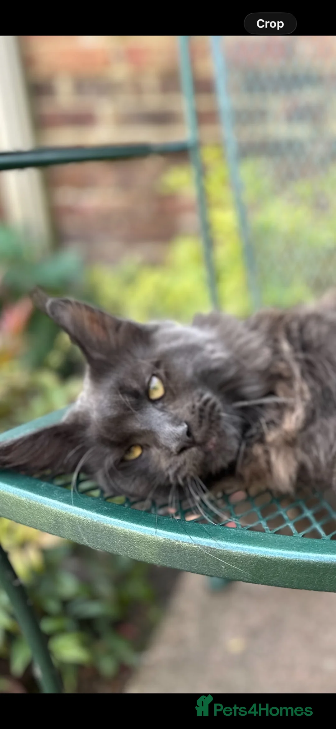Maine Coon cats for sale: MainCoon  - Advert 2