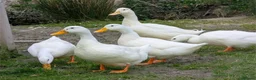Ducks poultry for sale: Cherry Valley Duck Hatching Eggs X 6  - Advert 2