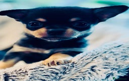 Chihuahua dogs for sale: Pure Breed Chihuahua  - Image 4