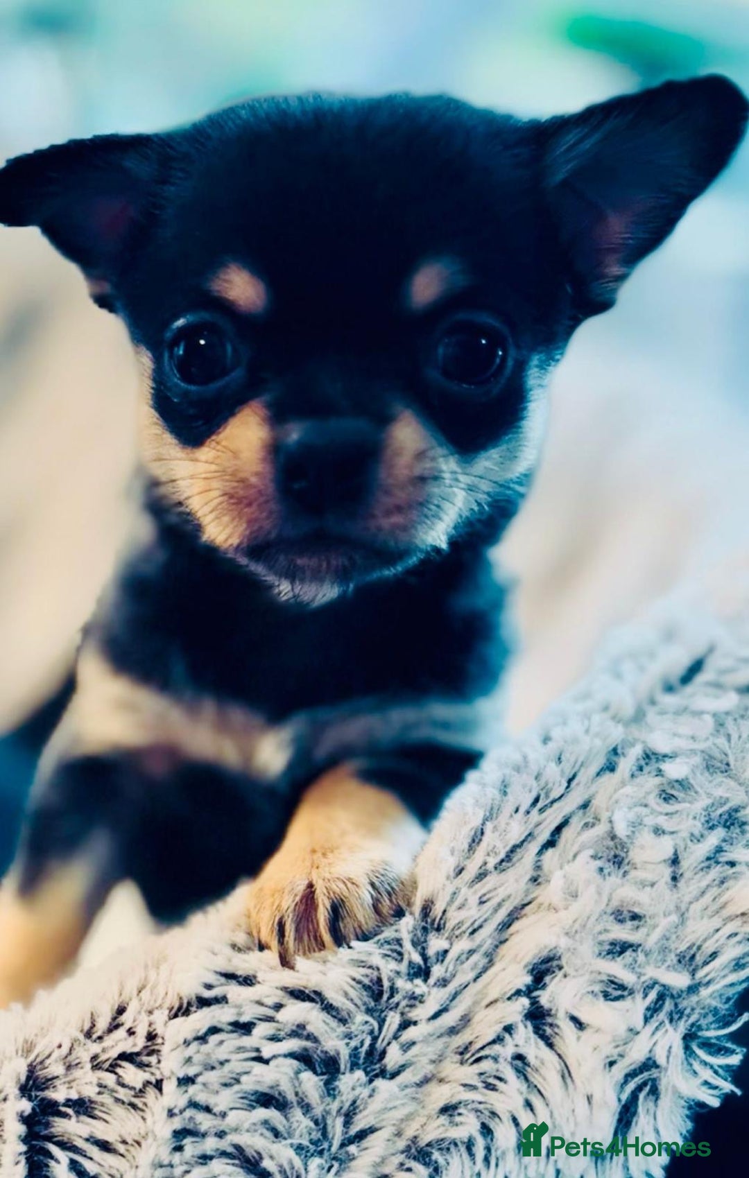 Chihuahua dogs for sale: Pure Breed Chihuahua  - Image 4