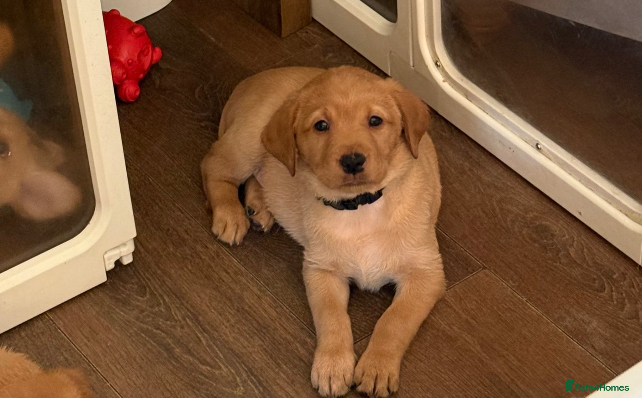 Labrador Retriever dogs Stunning fox red/yellow/white Labrador puppies - Advert 1