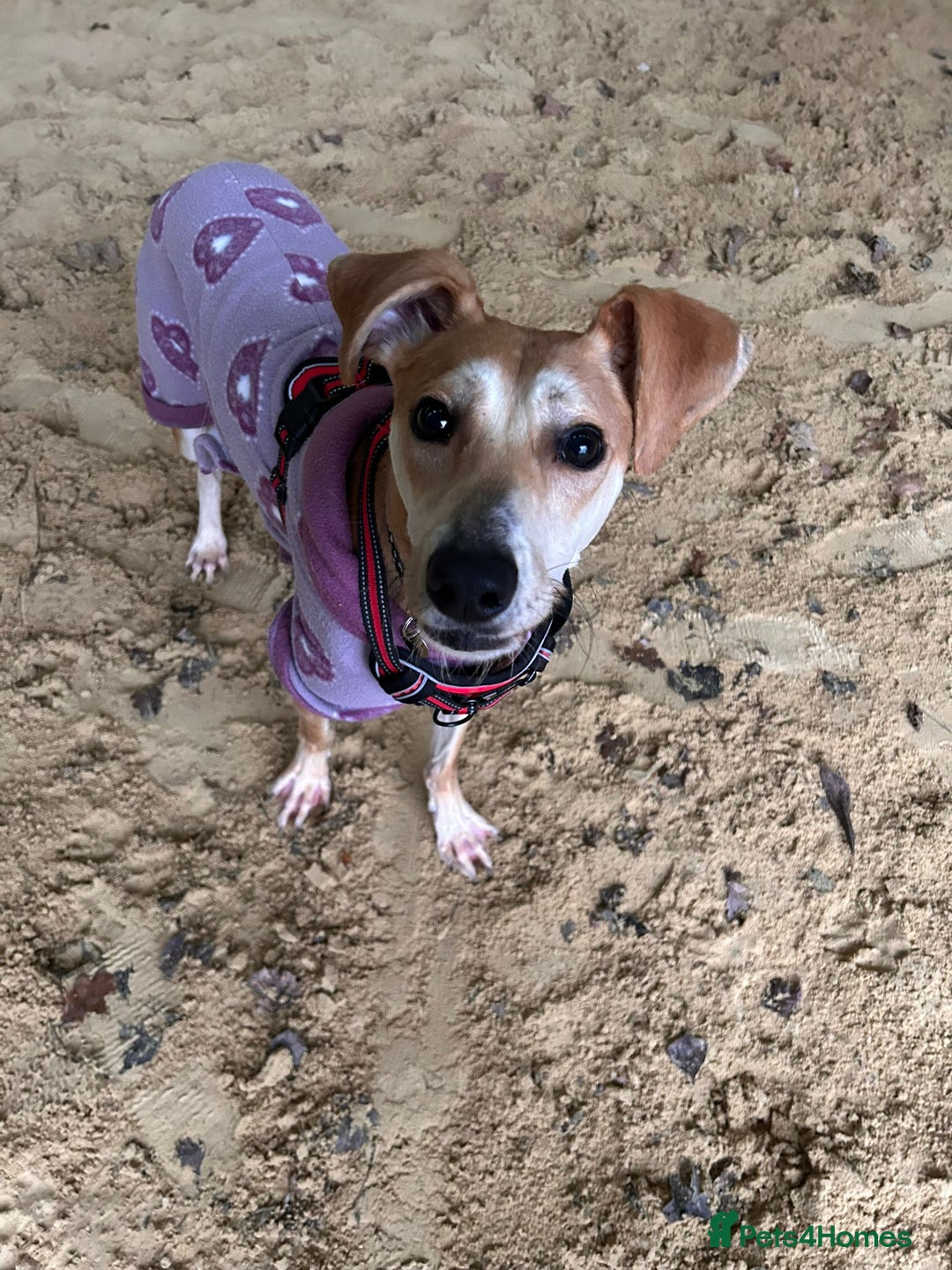 Lurcher dogs for adoption: Elf   - Advert 2