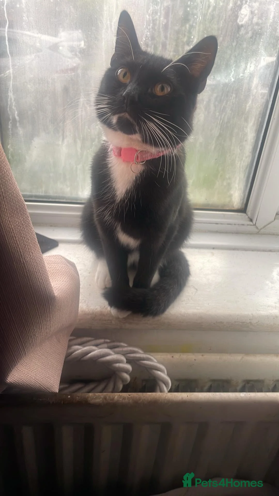 Domestic Shorthair cats for sale: maggie  - Advert 2