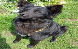 Mixed Breed dogs for adoption: 💖🐶 LILU JET 🐶💖 - Image 5